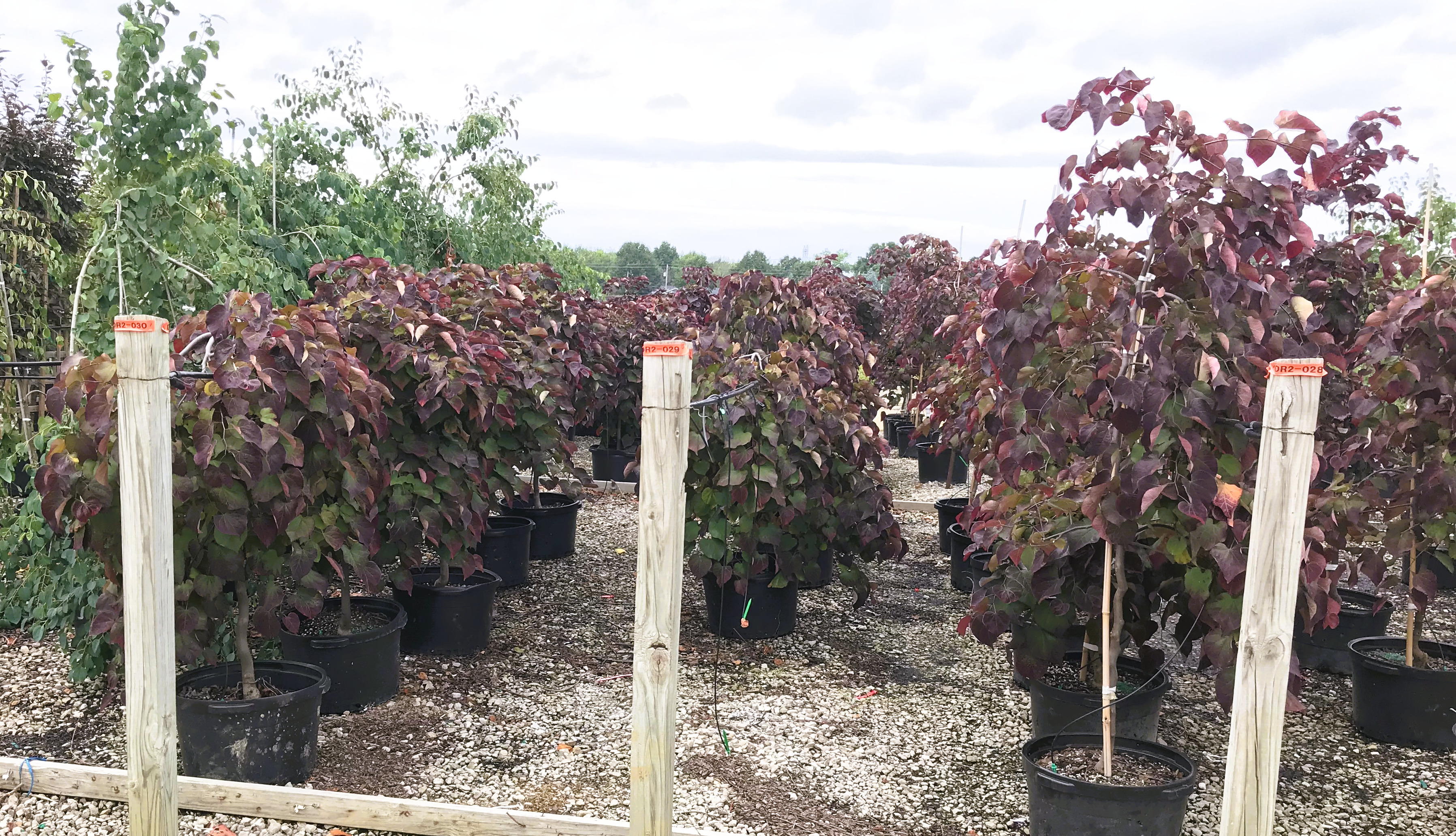 Ruby Falls and Forest Pansy Redbuds growing in containers